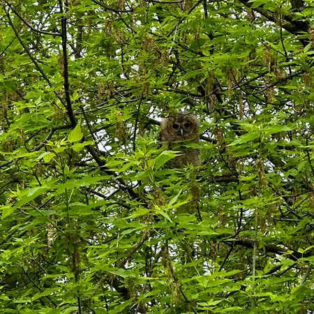 شقة Foothill كراكوفيا